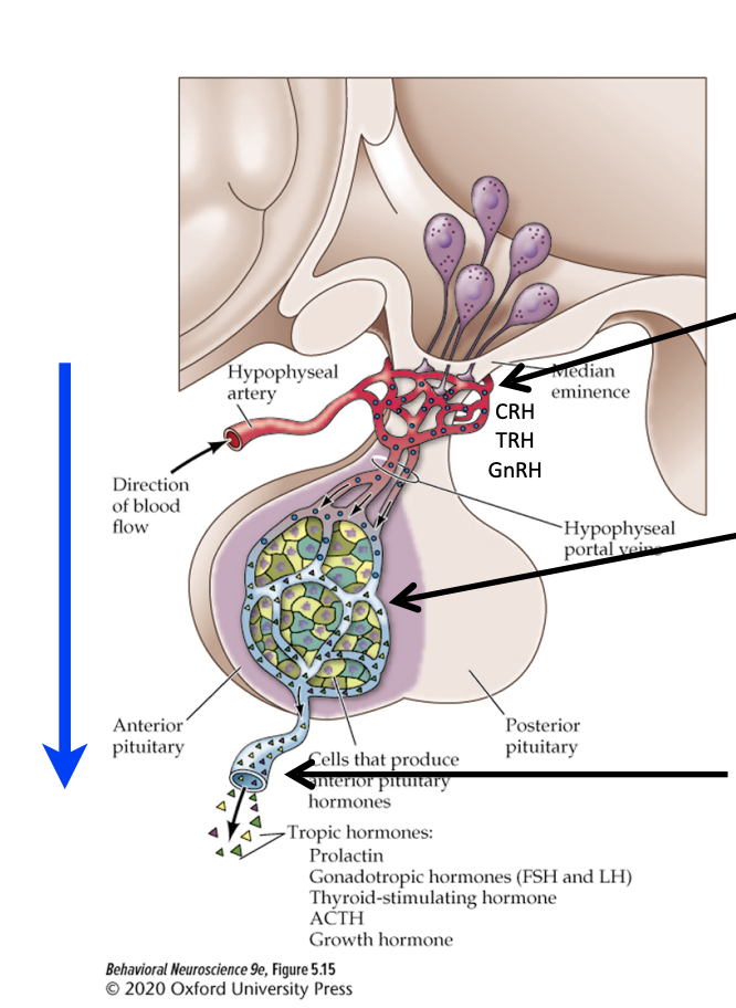<ol><li><p>Hypothalamic neurons release neurohormones (or “releasing” hormones) into capillaries of the portal vessels (closed blood circuit linking the hypothalamus with the anterior pituitary) </p></li><li><p>Releasing hormones from the portal vessels stimulate or inhibit the release of tropic hormones from distinct anterior pituitary endocrine cells </p></li><li><p>Anterior pituitary “tropic” hormones leave the pituitary gland into the general circulation to act on peripheral endocrine organs (e.g. adrenal glands, thyroid gland, gonads, etc.)</p></li></ol><p>The anterior pituitary contains cells that secrete hormones—it’s an endocrine gland</p><p></p>