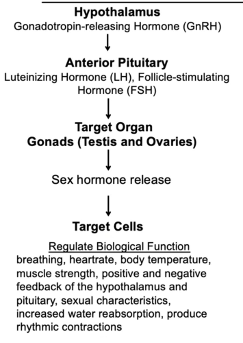 <p>endocrine physiology</p>