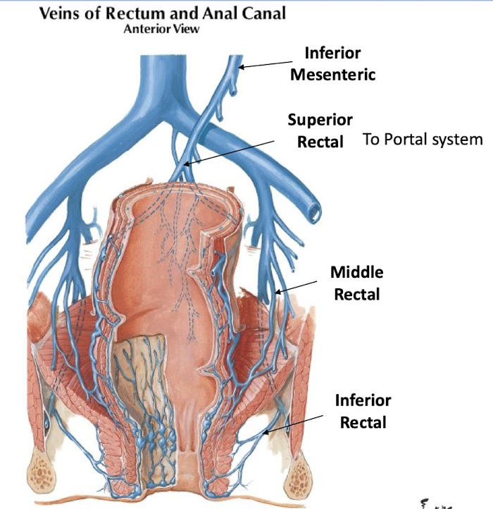<ol><li><p>portal system</p></li><li><p>systemic venous vessels (internal iliac)</p></li></ol><p></p>