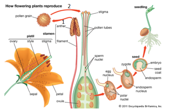 <p>What stages of plant reproduction are shown in 1 and 2?</p>