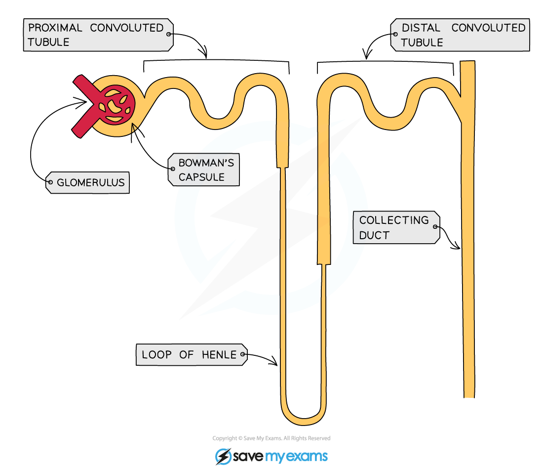 <p>What does the structure of a nephron look like?</p>