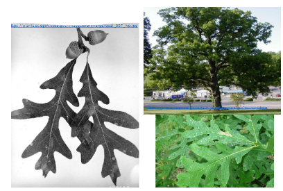 <p>-rounded lobes on leaves -sinus depth varies -underside whitish color -warty acorn cap</p>