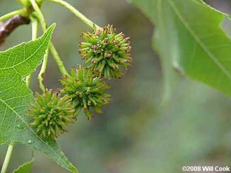 <p>Scientific Name</p>