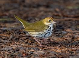 <p><span>Ovenbird</span></p>
