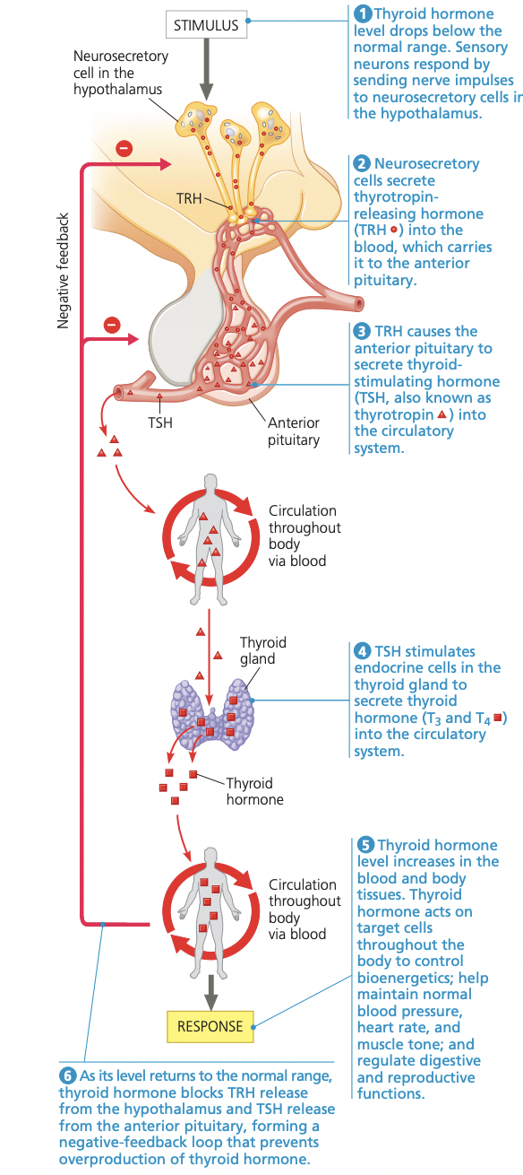 <ol><li><p>thyroid hormone levels drop below the normal range </p></li><li><p>detected by sensory neurons, which send a signal to neurosecretory cells in</p><p>the hypothalamus.</p></li><li><p>Neurosecretory cells secrete thyrotropin-releasing hormone (TRH ) into the portal system to the anterior pituitary gland </p></li><li><p>TRH causes the anterior pituitary to secrete thyroid-stimulating hormone (TSH, also known as thyrotropin) into the circulatory system.</p></li><li><p>TSH stimulates endocrine cells to release T3 and T4 into the blood</p></li><li><p>Thyroid hormone levels return to normal, and excess thyroid hormones block TRH release in the hypothalamus </p></li></ol><p></p>