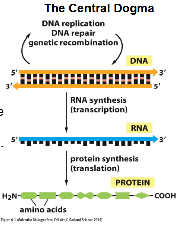 <p>RNA</p>