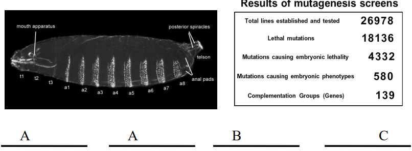 <ul><li><p>The Heidelberg screen primarily focused on <strong>embryonic lethal mutations</strong> that caused <strong>visible defects in the larval cuticle pattern</strong>.</p></li><li><p>Only around 25%.</p></li><li><p>It excluded viable mutants because its goal was to identify genes with <strong>profound, early effects on the body plan</strong> that led to embryonic death. Mutations not causing lethality or obvious cuticle defects were overlooked.</p></li><li><p><strong>Maternal effect phenotypes</strong> occur when a mutation in the mother's genome (specifically when the mother is homozygous for the mutation) affects the offspring's development, regardless of the offspring's own genotype. The Heidelberg screen missed these because it looked for <strong>zygotic mutations</strong> (mutations expressed by the embryo itself), and a heterozygous mother (as used in the screen) would supply enough functional maternal product to mask any such defect.</p></li><li><p>The screen was designed to identify genes with <strong>zygotic mutations</strong>, meaning those whose products are produced by the embryo's own genome during development.</p></li><li><p><strong>Complementation tests</strong> classified mutations: if 2 mutant lines crossed to produce wild-type offspring, their mutations <strong>complemented</strong> (different genes) - this is because each parent could supply a functional copy of the gene mutated in the other. If they produced mutant offspring, they <strong>failed to complement</strong> (same gene/alleles). </p></li><li><p>This analysis identified approximately <strong>140 unique genes</strong> (complementation groups) vital for the <em>Drosophila</em> larval body plan. These genes were then classified into distinct phenotypic classes, such as maternal effect, gap, pair-rule, segment polarity, and homeotic genes, which illuminated the hierarchical control of pattern formation.</p></li></ul><p></p>