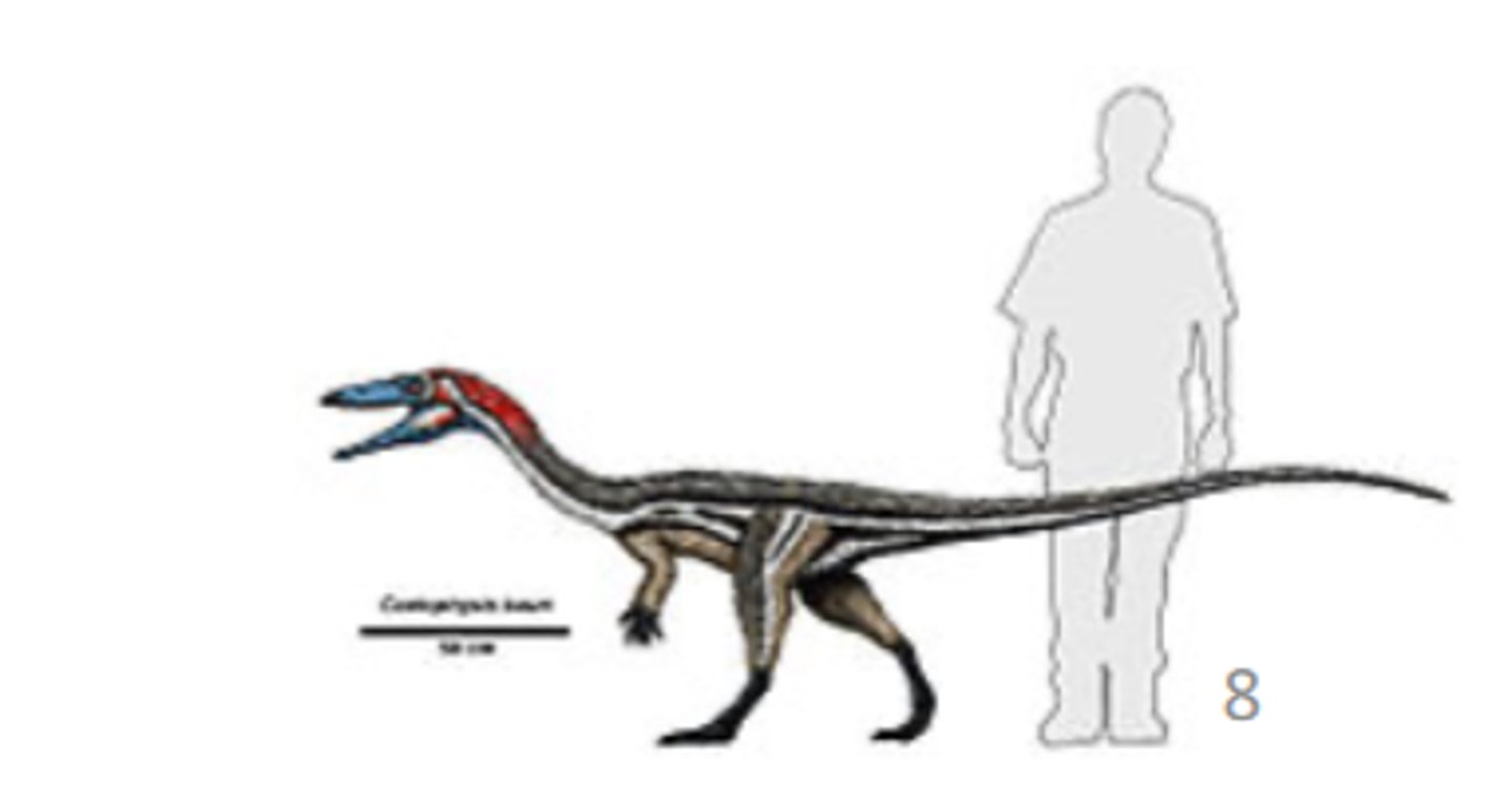 <p>a theropod dinosaur</p>