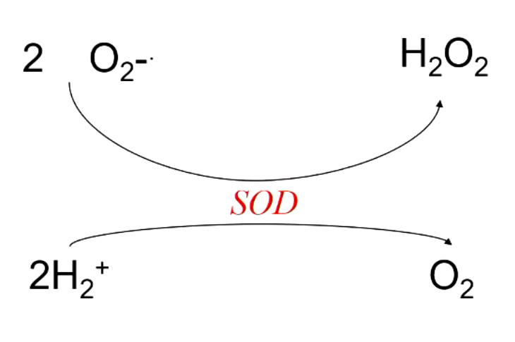 <p>superoxide dismutase (SOD)</p>