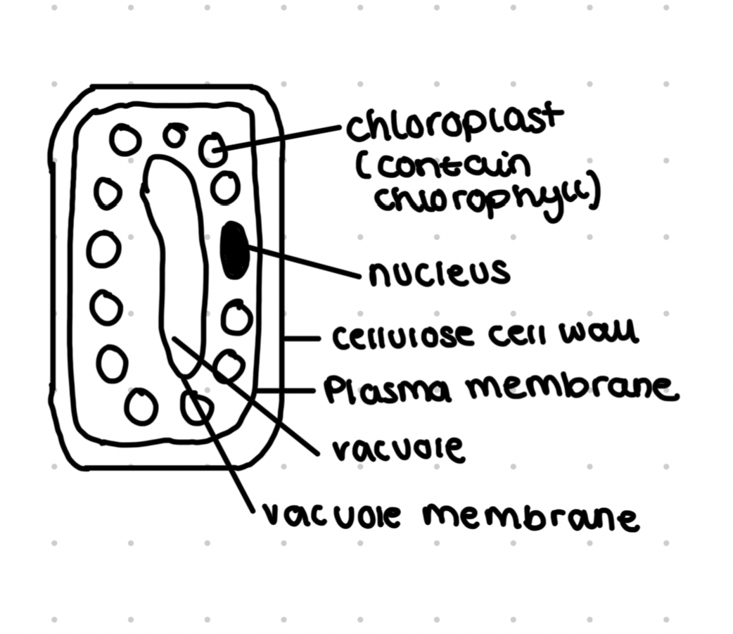 <ul><li><p>Present in the mesophyll</p></li><li><p>Large numbers of chloroplasts containing chlorophyll for photosynthesis</p></li><li><p>Thin cell walls to increase rate of diffusion</p></li><li><p>Large vacuole maintains turgidity</p></li><li><p>Chloroplasts can move to light source</p></li></ul>