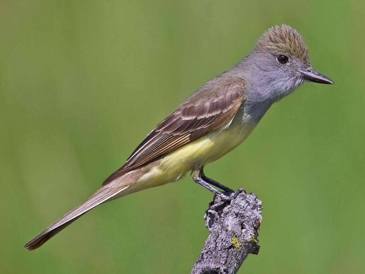 <p>Yellow-bellied, cinnamon-winged flycatcher; loud “wheep” call; medium-large size.</p>