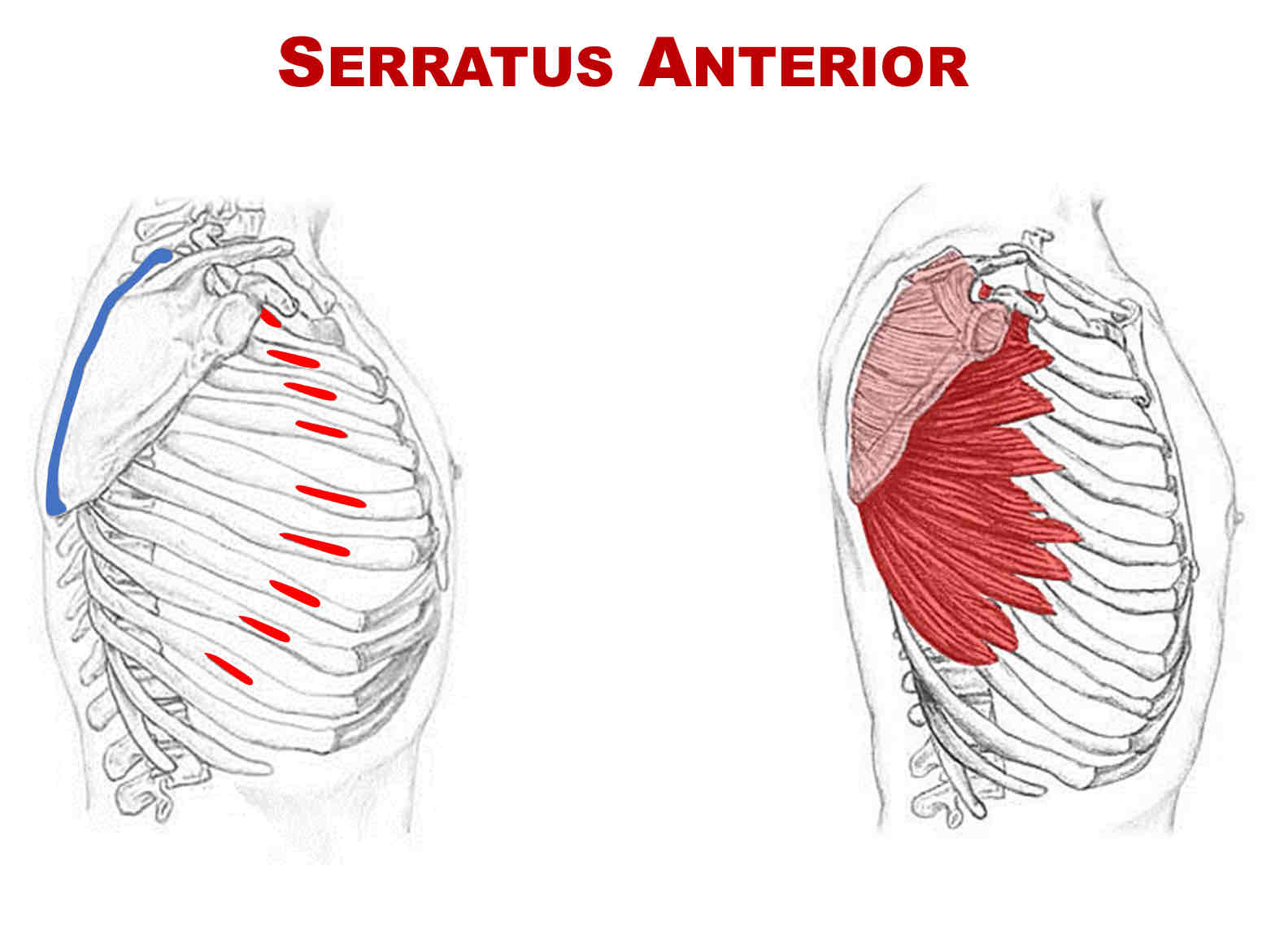 <p>Origin of Serratus Anterior</p>