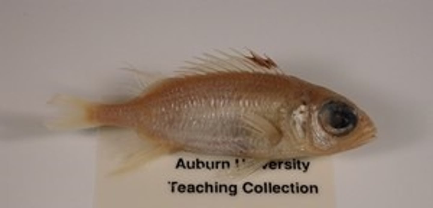 <p>squirrel fishes</p>