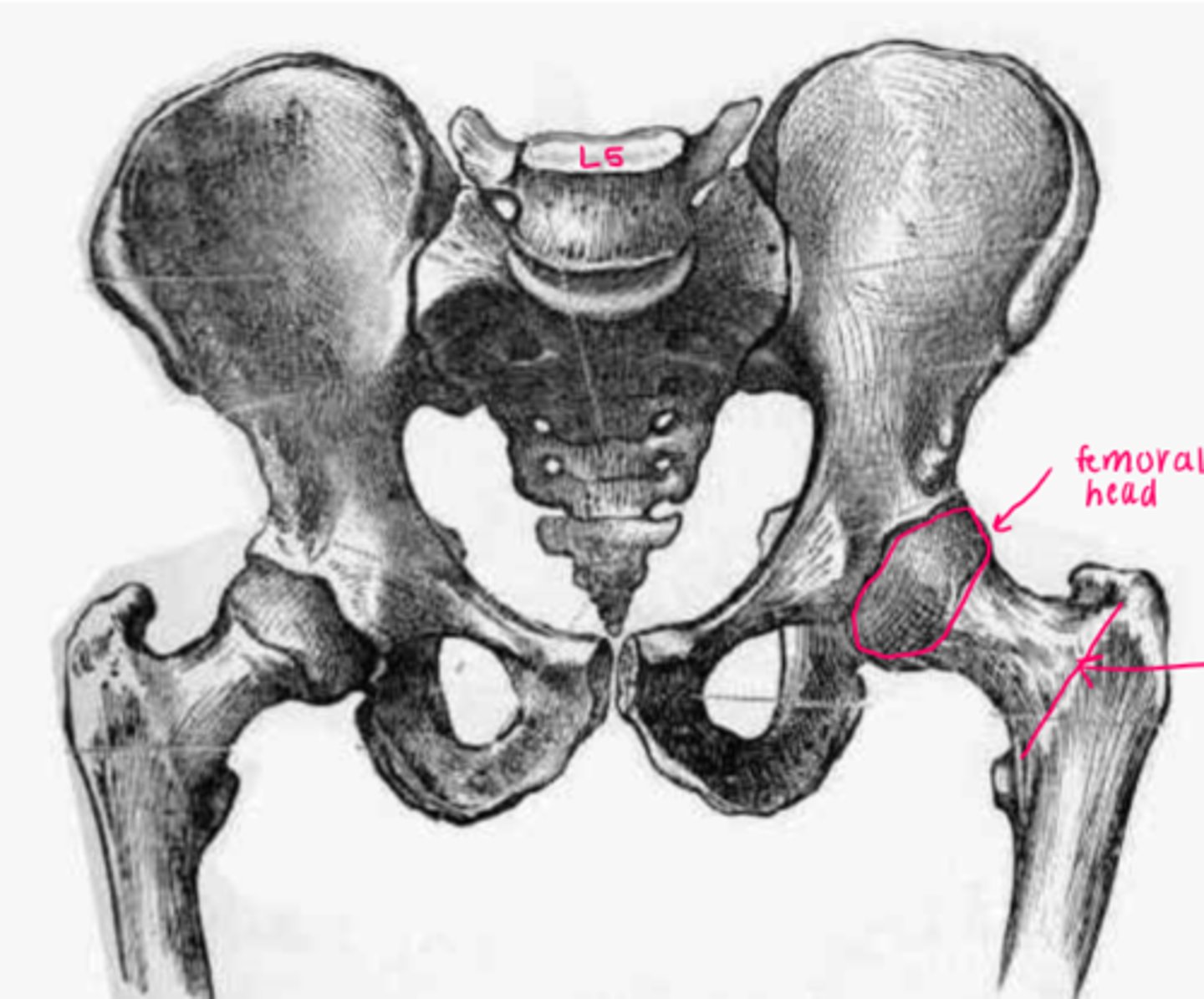 <p>comprised of low back (L4 &amp; L5), pelvis, and femur</p>