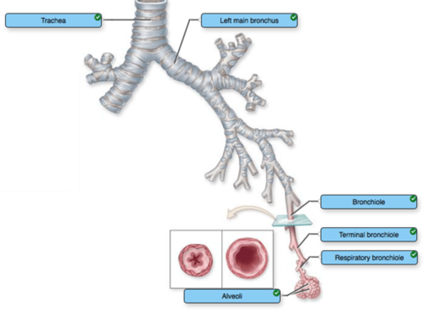 <p>describe the bronchial tree</p>