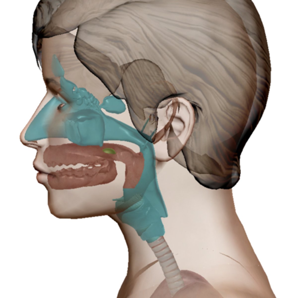 <p>Upper Respiratory Tract</p>