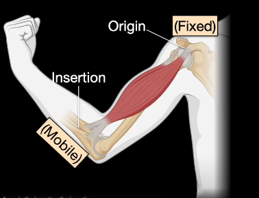 <p>bone that moves toward the origin</p>