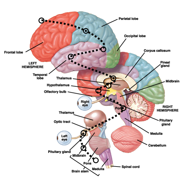 knowt flashcard image