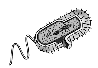 <p>The diagram above represents a typical rod-shaped bacterium. Which of the following best describes a feature shown in the diagram that is unique to archaea and bacteria?</p>