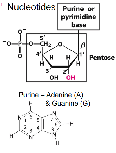 <p>Nucleotides</p>