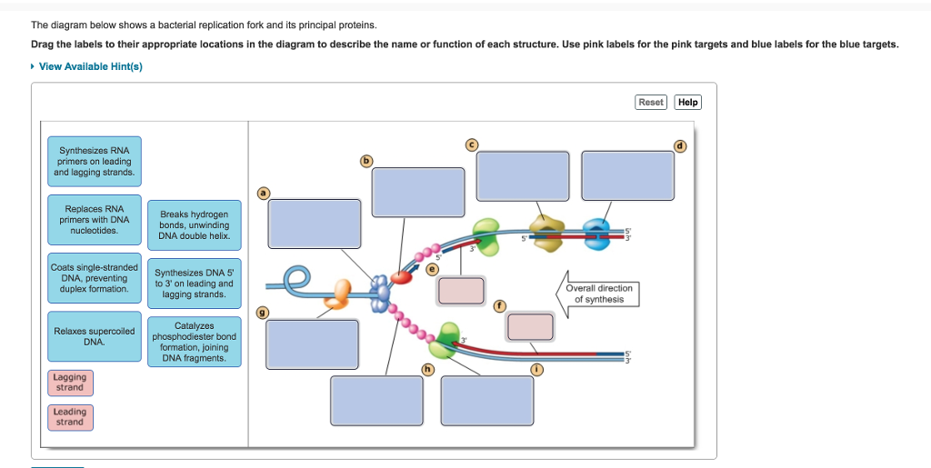 <p>Bacterial Replication Fork</p>