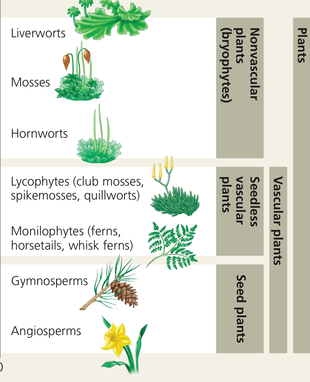 <p>Nonvascular plants (a.k.a. bryophytes), seedless vascular, seeded vascular.</p>