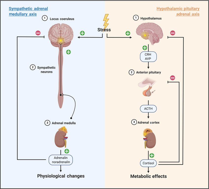 <p>The biological response to stress is activated by the sympathetic motor system and the adrenal cortical system. As a result of a stressor the sympathetic motor system releases epinephrine and adrenaline. This increases ventilation rate, heart rate, blood pressure, and blood sent to the muscles. It also decreases blood flow to the immune, digestive and reproductive systems. At the same time the hypothalamus causes the release of cortisol and other stress hormones from the adrenal cortex. </p>