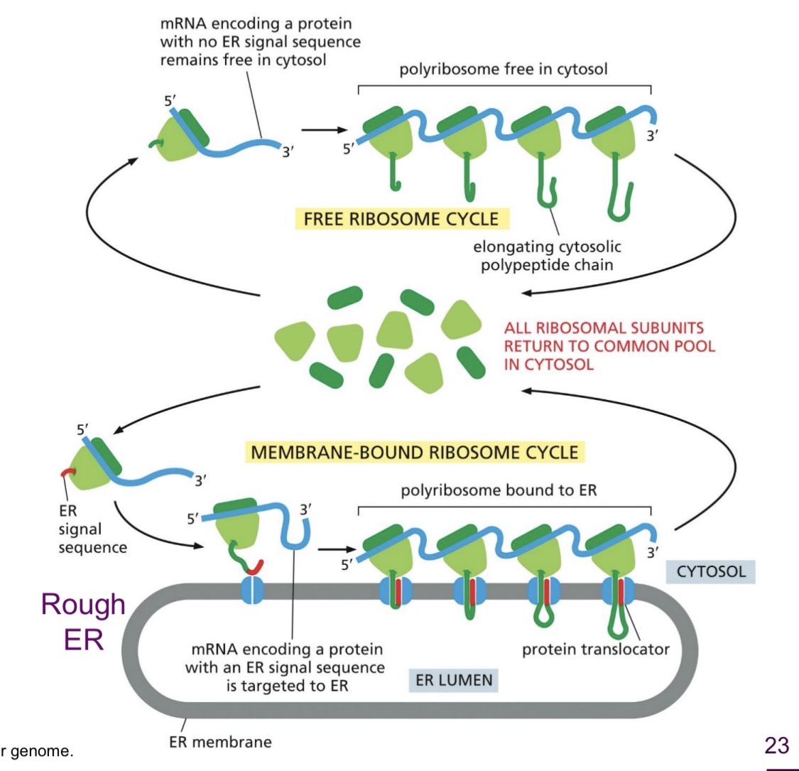 <p>mRNA arrives at cytoplasm</p><ul><li><p>Translation starts on ribosomes in cytosol</p></li></ul><p>ER signal sequence</p><ul><li><p>Insertion of protein into ER starts as translation continued</p></li></ul><p>.</p><ul><li><p>Soluble proteins</p></li><li><p>Transmembrane proteins</p></li></ul><p></p>
