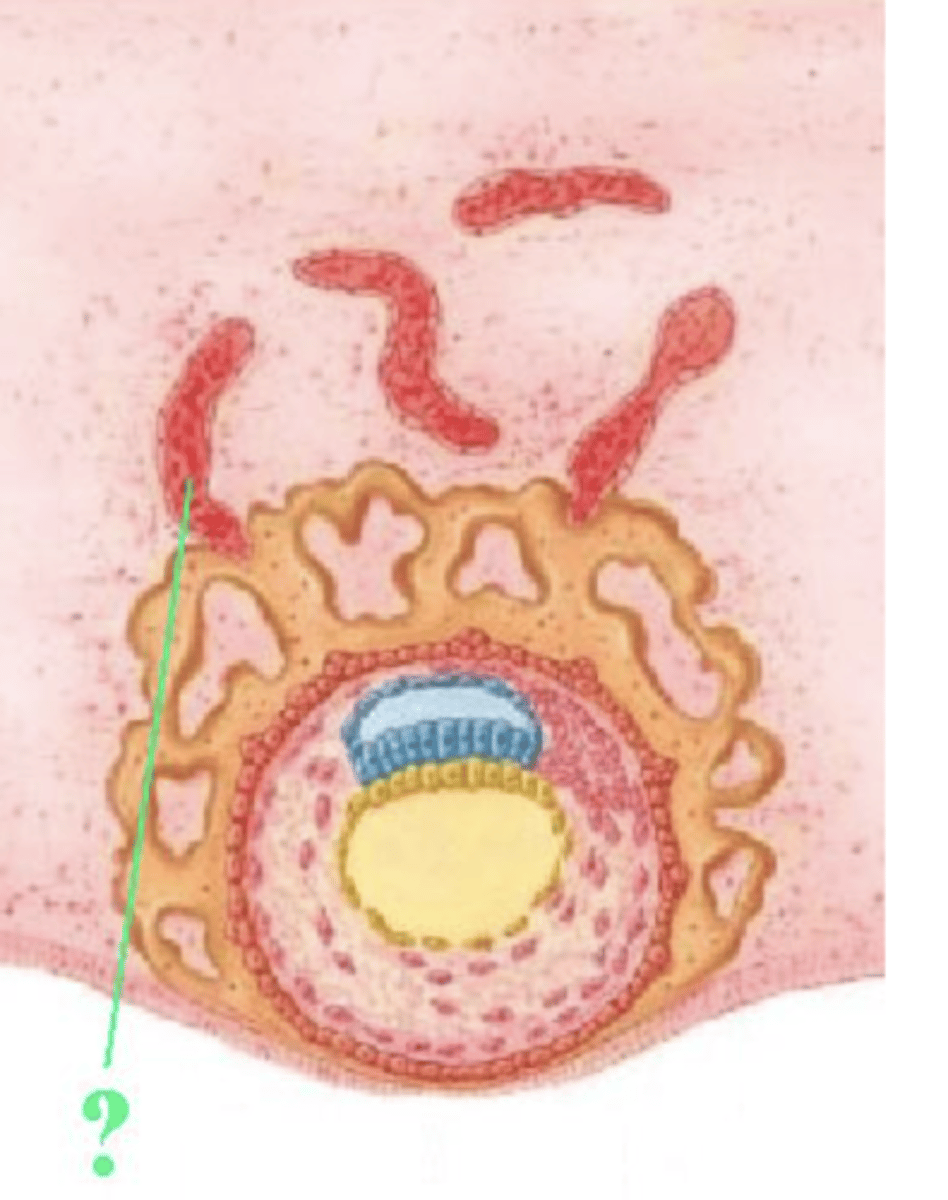 <p>maternal blood vessels</p>