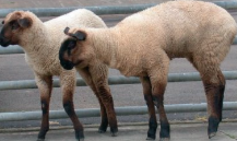 <p>Cause, gross and histo pathology of spider lamb syndrome</p>