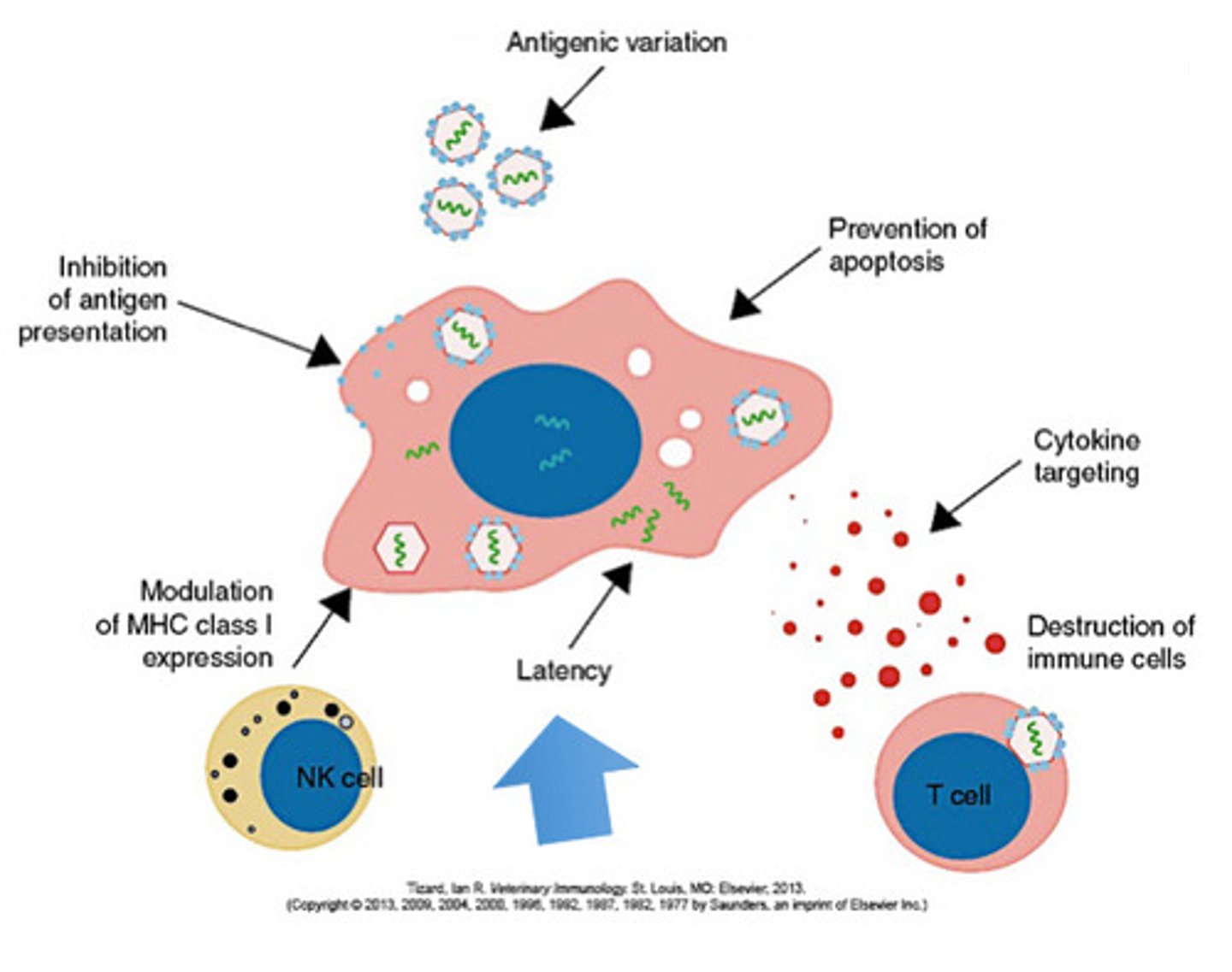 <p>-a state of reversible nonproductive infection</p><p>-consistent feature of herpes virus</p><p>-a small number of viral genes are expressed and are not detected by the immune system</p>