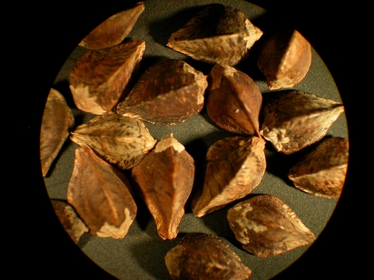 Polygonum convolvulus
