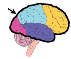 <p>large part of your brain involving the four lobes.</p>