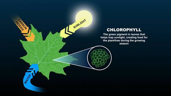 <p>Green mf uh pigment that help trap sunlight so it’s the most chlorophyled up in the summer !!! </p>