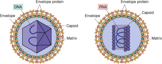 Envelope: surrounds capsid, helps identify host cell