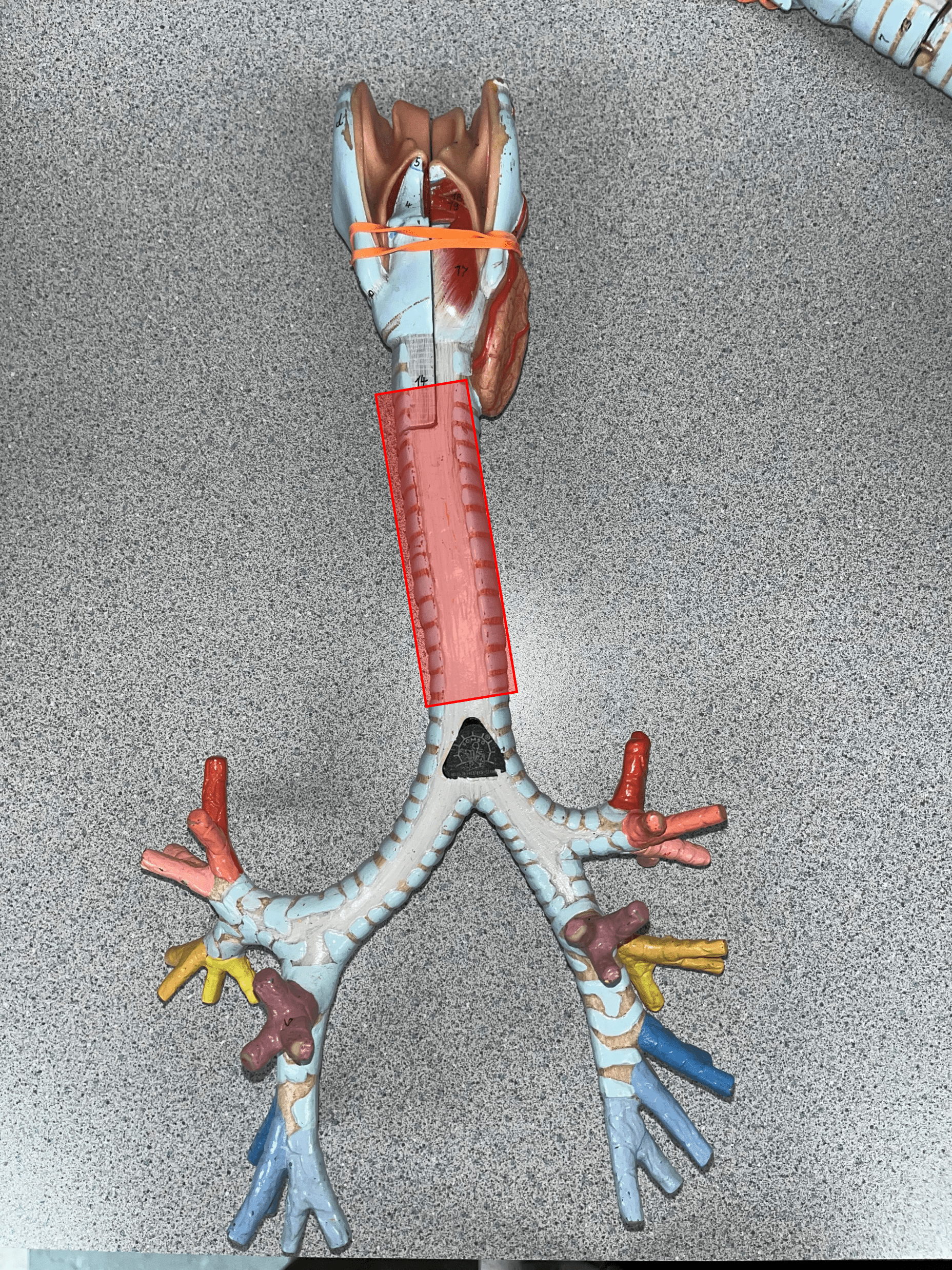 • The tube-shaped organ carrying air between the larynx and bronchial tree.

• Located inferior to the larynx.

• Also known as the windpipe.