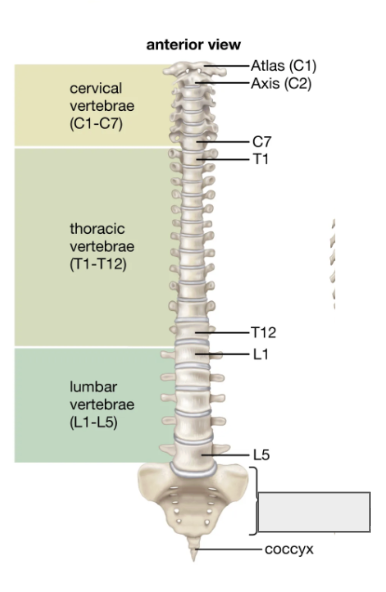 <p>Name the covered bone</p>