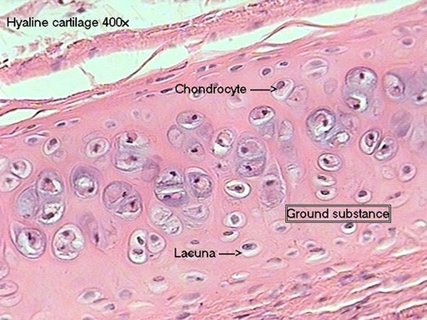 <p>what type of tissue is this?</p>