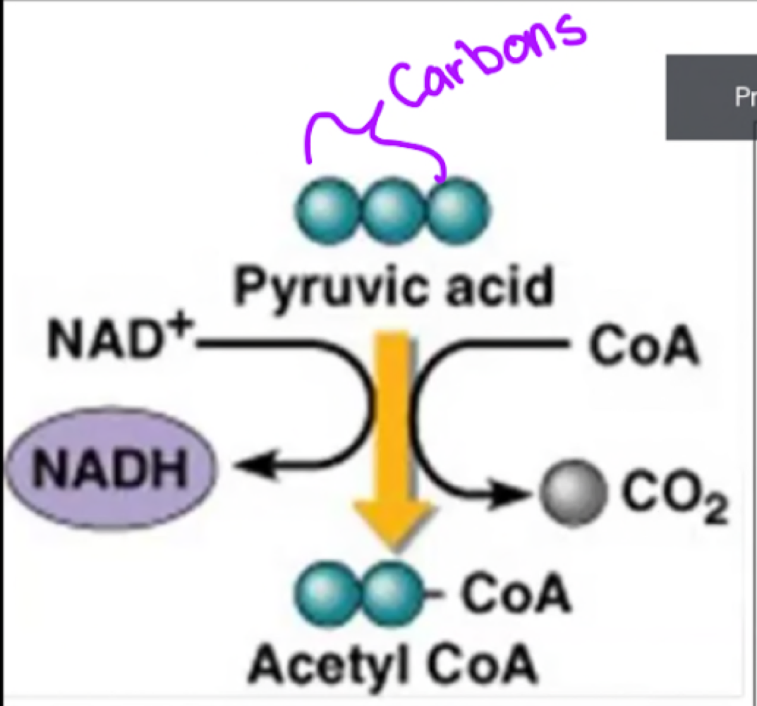 * 2 AcetylCoA’s
* 2 NADH
* 2 CO2