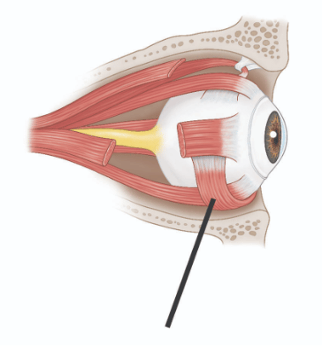 <p>Identify structure.</p>