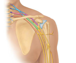 <p><span>network of interlacing nerves found in the upper arm area</span></p>