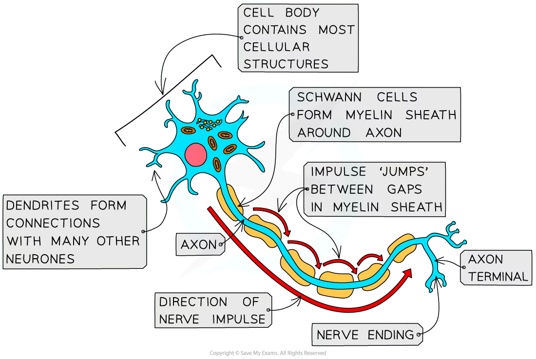 <p>A bundle of neurones is a nerve</p><p>A neurone has</p><p>A long fibre known as the axon</p><p>A cell body that contains the nucleus and other cellular structures</p><p>axon terminal which has many nerve endings which allow neurones to connect to and receive impulses from other neurones, forming a network for easy communication</p>