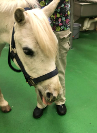 <p>esophageal intraluminal obstruction</p><p>in horses, most commonly due to grains, shavings, and pellets</p>