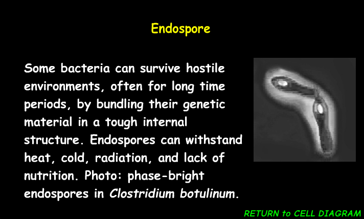 <p><em>dormant structures formed within the cytoplasm of certain bacteria</em><span><span>, enabling survival under harsh conditions.</span></span></p>