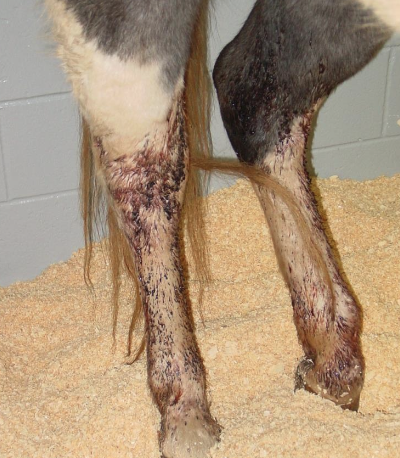 <p>immune-mediated vasculitis of horses</p>