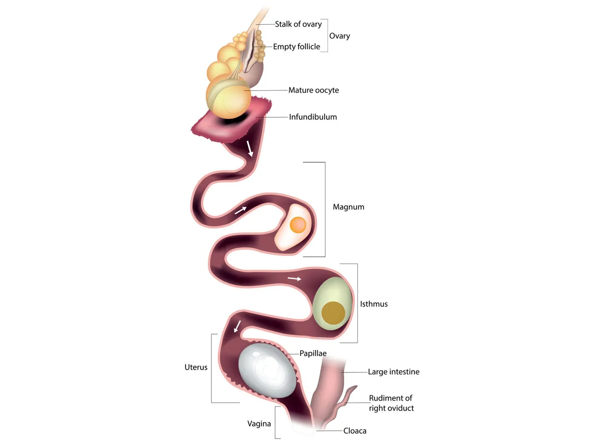 <ol><li><p>Mature ovum in ovary, surrounded by yolk—&gt; ovulated</p></li><li><p>Fertilized in infundibulum</p></li><li><p>Goes down the magnum (duct) where albumin is added</p></li><li><p>In the isthmus section soft shell is added</p></li><li><p>In the glandular section, covered in papillae, where lime is, the hard shell is added and pigment is added</p></li><li><p>Out the urovaginal junction</p></li><li><p>Out the cloaca</p></li></ol><p></p>
