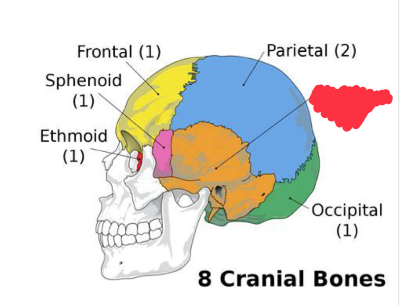 <p>What cranial bone is this?</p>