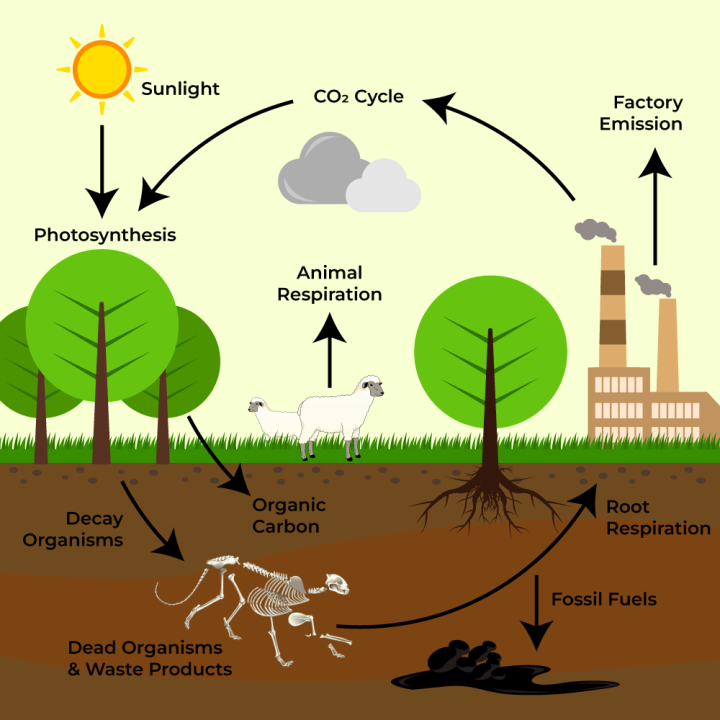 <p>The image depicted here is an example of which biogeochemical cycle?</p>