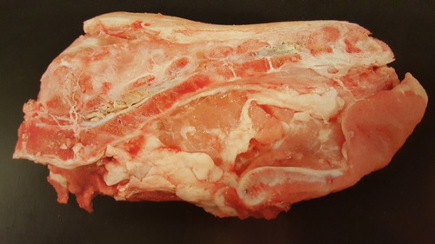 <p>Rygsøjle fra svin. Patoanatomisk diagnose? Hvordan kan den opstå?</p>