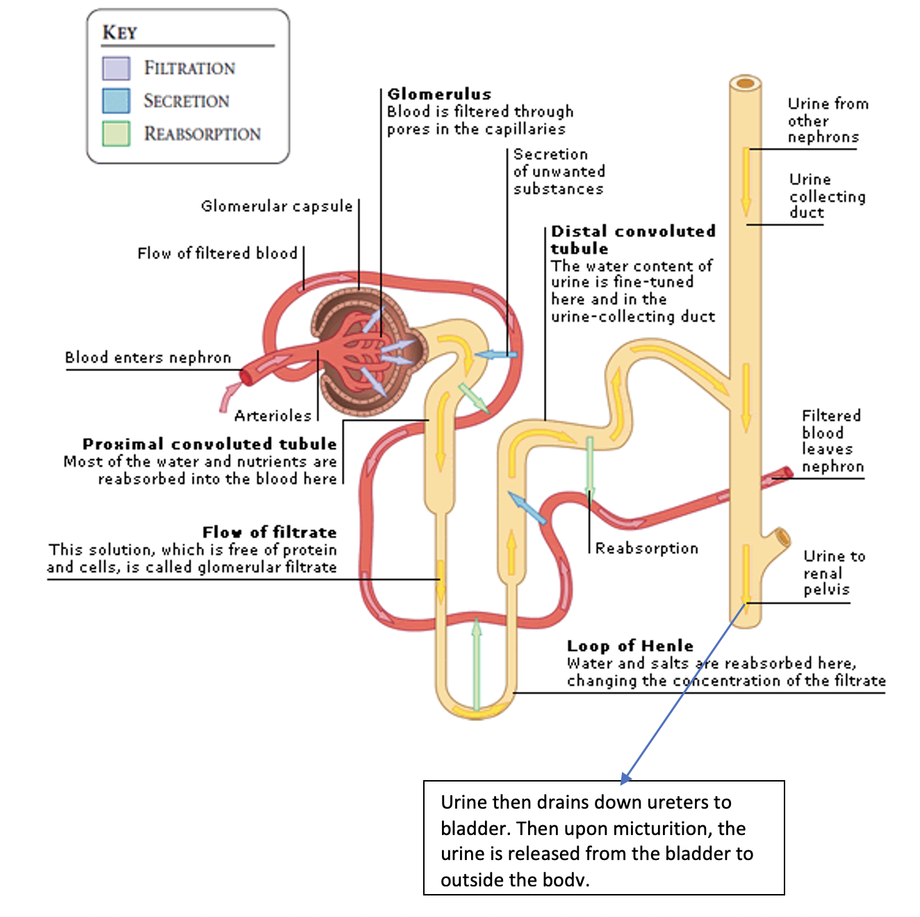 <ul><li><p>The nephron is the functional unit within the kidney. The nephron has several segments, each w/more specialized functions</p></li><li><p>Glomerular capscule → proximal convoluted tubule → Nephron loop (ascending/descending Loop of Henle) → Distal convoluted tubule → Collecting duct</p></li><li><p>Sequence through tubules:</p><ul><li><p>Proximal tubule, descending limb of nephron loop, ascending limb of nephron loop, distal tubule</p></li></ul></li></ul><p></p>